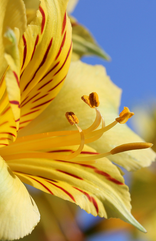 Peruvian Lily